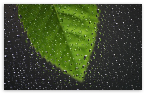 Green Leaf Behind Wet Window UltraHD Wallpaper for Wide 16:10 5:3 Widescreen WHXGA WQXGA WUXGA WXGA WGA ; 8K UHD TV 16:9 Ultra High Definition 2160p 1440p 1080p 900p 720p ; Standard 4:3 5:4 3:2 Fullscreen UXGA XGA SVGA QSXGA SXGA DVGA HVGA HQVGA ( Apple PowerBook G4 iPhone 4 3G 3GS iPod Touch ) ; Tablet 1:1 ; iPad 1/2/Mini ; Mobile 4:3 5:3 3:2 16:9 5:4 - UXGA XGA SVGA WGA DVGA HVGA HQVGA ( Apple PowerBook G4 iPhone 4 3G 3GS iPod Touch ) 2160p 1440p 1080p 900p 720p QSXGA SXGA ;