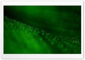 Green Leaf Bokeh Ultra HD Wallpaper for 4K UHD Widescreen desktop, tablet & smartphone