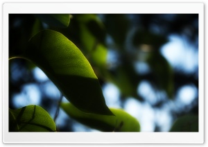 Green Leaf, Close Up Ultra HD Wallpaper for 4K UHD Widescreen desktop, tablet & smartphone