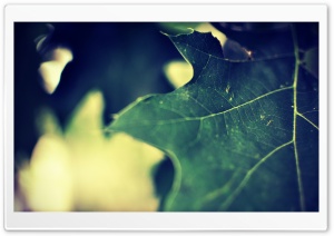 Green Leaf Macro Ultra HD Wallpaper for 4K UHD Widescreen desktop, tablet & smartphone