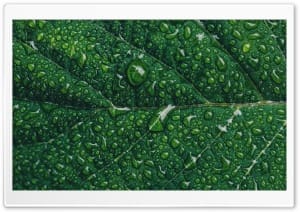 Green Leaf Macro with Water Drops 4K UHD Wallpaper for Widescreen and UltraWide Desktop, UltraHD TV, Smartphone, Tablet