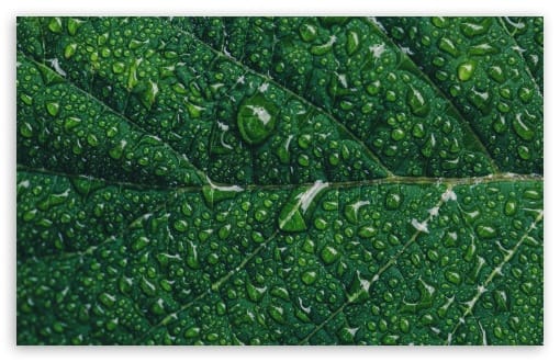 Green Leaf Macro with Water Drops UltraHD Wallpaper for UHD 16:9 ; HD 16:9 ; UltraWide 21:9 24:10 32:9 32:10 ; Widescreen 16:10 ; Tablet 1:1 ; Mobile 9:16 9:19.5 9:20 ; Dual 16:10 16:9 ;