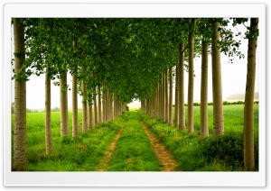 Green Leafage, Summer Ultra HD Wallpaper for 4K UHD Widescreen desktop, tablet & smartphone