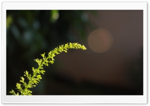 Green Leave Ultra HD Wallpaper for 4K UHD Widescreen desktop, tablet & smartphone