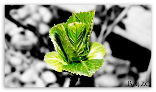 Green Leaves UltraHD Wallpaper for HD 16:9 ;