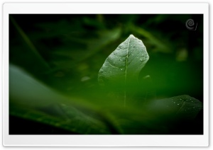 Green Leaves Ultra HD Wallpaper for 4K UHD Widescreen desktop, tablet & smartphone