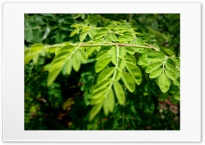 green leaves 4K UHD Wallpaper for Widescreen and UltraWide Desktop, UltraHD TV, Smartphone, Tablet