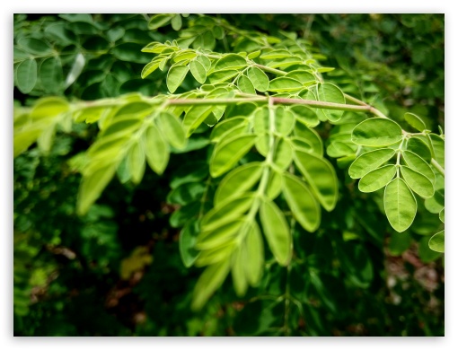 green leaves UltraHD Wallpaper for Fullscreen 4:3 ;