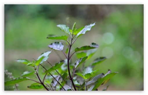 Green Leaves UltraHD Wallpaper for UHD 16:9 ; HD 16:9 ; Widescreen 16:10 5:3 ; Fullscreen 4:3 5:4 3:2 ; Tablet 1:1 ; Mobile 3:5 3:4 ;