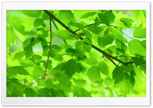 Green Leaves and Branches Ultra HD Wallpaper for 4K UHD Widescreen desktop, tablet & smartphone