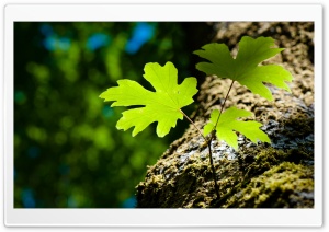Green Leaves and Moss Ultra HD Wallpaper for 4K UHD Widescreen desktop, tablet & smartphone