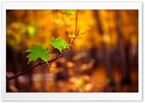 Green Leaves Autumn Ultra HD Wallpaper for 4K UHD Widescreen desktop, tablet & smartphone