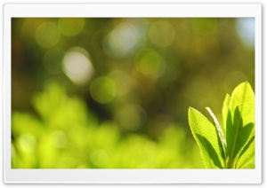 Green Leaves Bokeh Ultra HD Wallpaper for 4K UHD Widescreen desktop, tablet & smartphone