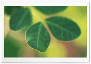 Green Leaves Bokeh Ultra HD Wallpaper for 4K UHD Widescreen desktop, tablet & smartphone