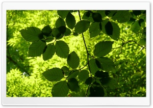 Green Leaves Branch Ultra HD Wallpaper for 4K UHD Widescreen desktop, tablet & smartphone