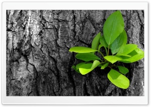 Green Leaves Bunch Ultra HD Wallpaper for 4K UHD Widescreen desktop, tablet & smartphone