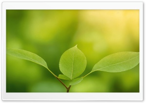Green, Leaves, Fresh Leaves, Minimalist, Spring, Macro 4K UHD Wallpaper for Widescreen and UltraWide Desktop, UltraHD TV, Smartphone, Tablet