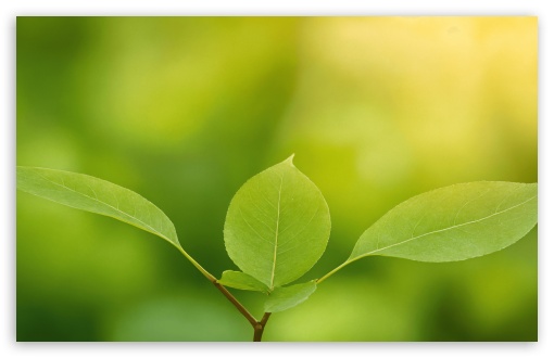 Green, Leaves, Fresh Leaves, Minimalist, Spring, Macro UltraHD Wallpaper for UHD 16:9 ; HD 16:9 ; UltraWide 21:9 24:10 32:9 32:10 ; Widescreen 16:10 5:3 ; Dual 16:10 5:3 16:9 4:3 5:4 3:2 ;
