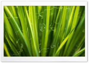 Green Leaves, Macro Ultra HD Wallpaper for 4K UHD Widescreen desktop, tablet & smartphone