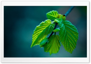 Green Leaves Offspring Ultra HD Wallpaper for 4K UHD Widescreen desktop, tablet & smartphone