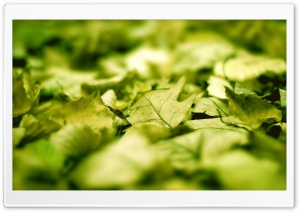 Green Leaves On The Ground Ultra HD Wallpaper for 4K UHD Widescreen desktop, tablet & smartphone