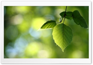 Green Leaves, Spring Ultra HD Wallpaper for 4K UHD Widescreen desktop, tablet & smartphone