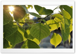 Green Leaves, Summer Ultra HD Wallpaper for 4K UHD Widescreen desktop, tablet & smartphone