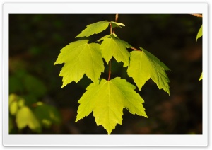 Green Leaves Under Sun Light Ultra HD Wallpaper for 4K UHD Widescreen desktop, tablet & smartphone