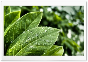 Green Leaves With Water Drops Ultra HD Wallpaper for 4K UHD Widescreen desktop, tablet & smartphone
