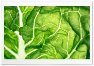 Green Lettuce Leaf Close-up Ultra HD Wallpaper for 4K UHD Widescreen desktop, tablet & smartphone