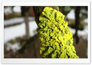 Green Lichens Ultra HD Wallpaper for 4K UHD Widescreen desktop, tablet & smartphone