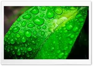Green Life Ultra HD Wallpaper for 4K UHD Widescreen desktop, tablet & smartphone