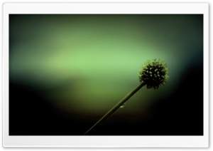 Green Light 11 Ultra HD Wallpaper for 4K UHD Widescreen desktop, tablet & smartphone