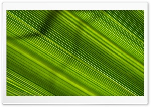 Green Lines Ultra HD Wallpaper for 4K UHD Widescreen desktop, tablet & smartphone