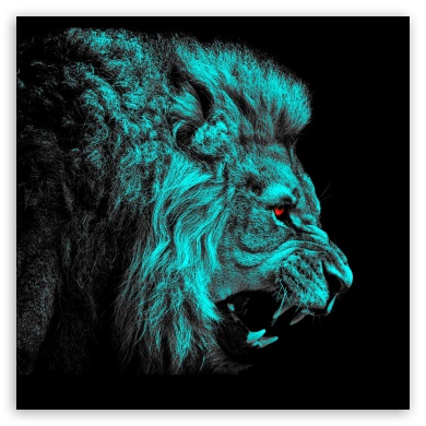 Lion of the tribe of Judah | Fotos de animales salvajes, Cuadros de  animales, Papel tapíz de animales