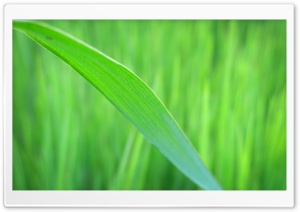 Green Long Leaf Ultra HD Wallpaper for 4K UHD Widescreen desktop, tablet & smartphone