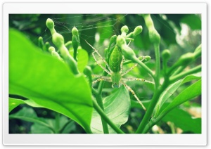 Green Lynx Spider Ultra HD Wallpaper for 4K UHD Widescreen desktop, tablet & smartphone