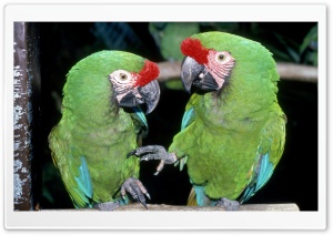 Green Macaws Ultra HD Wallpaper for 4K UHD Widescreen Desktop, Lockscreen, Screensaver, TV, Tablet, Smartphone