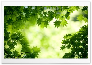 Green Maple Leaves Ultra HD Wallpaper for 4K UHD Widescreen desktop, tablet & smartphone