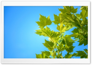 Green Maple Leaves, Blue Sky Ultra HD Wallpaper for 4K UHD Widescreen desktop, tablet & smartphone