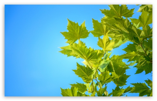 Green Maple Leaves, Blue Sky UltraHD Wallpaper for UHD 16:9 2160p 1440p 1080p 900p 720p ; 8K UHD TV 16:9 Ultra High Definition 2160p 1440p 1080p 900p 720p ; UltraWide 21:9 24:10 ; Widescreen 16:10 5:3 WHXGA WQXGA WUXGA WXGA WGA ; Fullscreen 4:3 5:4 3:2 UXGA XGA SVGA QSXGA SXGA DVGA HVGA HQVGA ( Apple PowerBook G4 iPhone 4 3G 3GS iPod Touch ) ; Tablet 1:1 ; Mobile 9:16 2:3 3:5 3:4 - ;