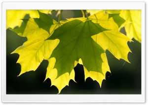 Green Maple Leaves, Spring Ultra HD Wallpaper for 4K UHD Widescreen desktop, tablet & smartphone