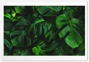 Green Monstera Leaves 4K UHD Wallpaper for Widescreen and UltraWide Desktop, UltraHD TV, Smartphone, Tablet
