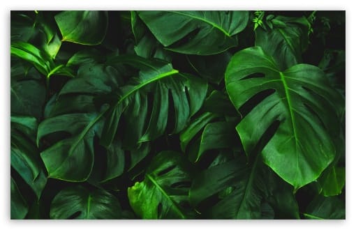 Green Monstera Leaves UltraHD Wallpaper for UHD 16:9 ; HD 16:9 ; UltraWide 21:9 24:10 ; Widescreen 16:10 ; Fullscreen 3:2 ; Tablet 1:1 ;