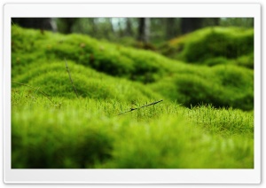 Green Moss Ultra HD Wallpaper for 4K UHD Widescreen desktop, tablet & smartphone
