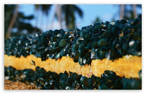 Green Mussel UltraHD Wallpaper for UHD 16:9 ; HD 16:9 ; Widescreen 16:10 5:3 ; Fullscreen 3:2 ;