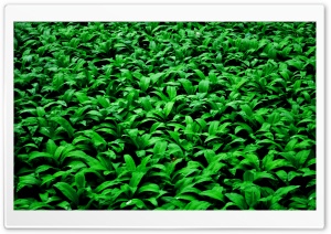 Green Of Land Ultra HD Wallpaper for 4K UHD Widescreen desktop, tablet & smartphone