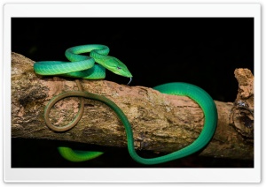 Green Oriental Whip Snake Tree Ultra HD Wallpaper for 4K UHD Widescreen desktop, tablet & smartphone