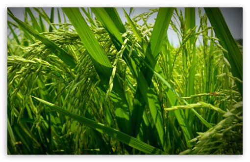 Green Paddy UltraHD Wallpaper for Wide 16:10 5:3 Widescreen WHXGA WQXGA WUXGA WXGA WGA ; 8K UHD TV 16:9 Ultra High Definition 2160p 1440p 1080p 900p 720p ; Standard 4:3 5:4 3:2 Fullscreen UXGA XGA SVGA QSXGA SXGA DVGA HVGA HQVGA ( Apple PowerBook G4 iPhone 4 3G 3GS iPod Touch ) ; Tablet 1:1 ; iPad 1/2/Mini ; Mobile 4:3 5:3 3:2 16:9 5:4 - UXGA XGA SVGA WGA DVGA HVGA HQVGA ( Apple PowerBook G4 iPhone 4 3G 3GS iPod Touch ) 2160p 1440p 1080p 900p 720p QSXGA SXGA ;