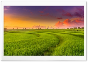 Green Paddy Field Ultra HD Wallpaper for 4K UHD Widescreen desktop, tablet & smartphone